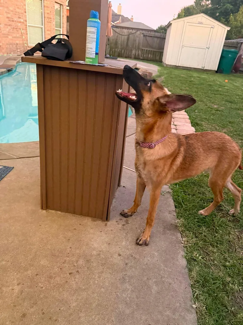 A baby medium-sized female Belgian Shepherd / Malinois dog named Sally for adoption in Houston , TX