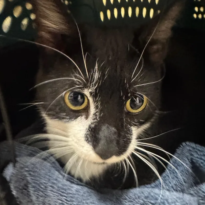 An adult large-sized female Black Domestic Short Hair cat named Patty Star for adoption in York, PA