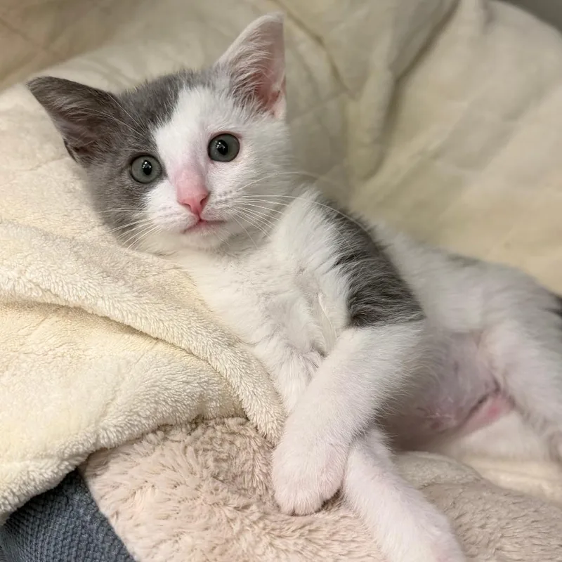 A baby small-sized female Gray / Blue / Silver Domestic Short Hair cat named Shakira for adoption in Marshall, VA