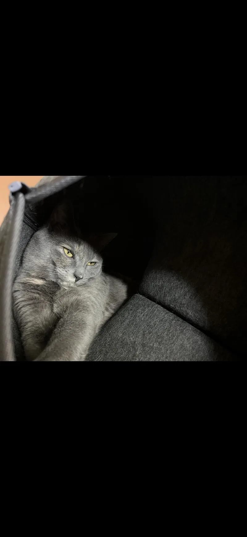 An adult medium-sized female Gray / Blue / Silver Domestic Short Hair cat named Willow Tree for adoption in Wheaton, IL