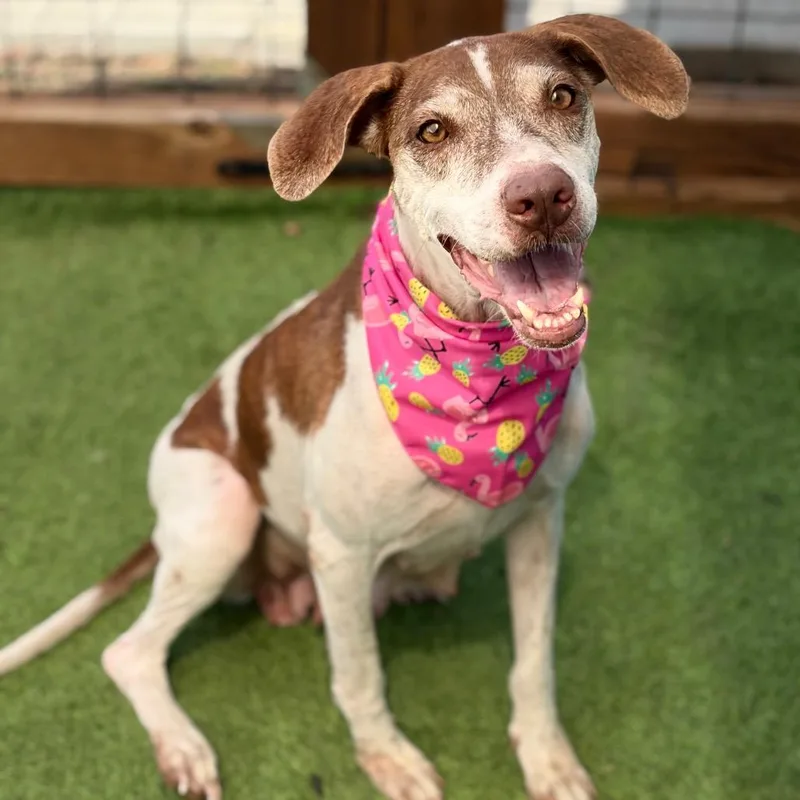 An adult medium-sized female Red / Chestnut / Orange Pointer dog named Gracie for adoption in Bastrop, TX