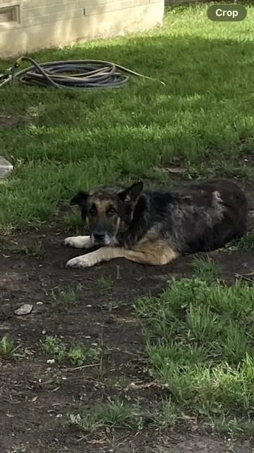 An adult large-sized male Mixed Breed dog named Johnny for adoption in Dallas, TX
