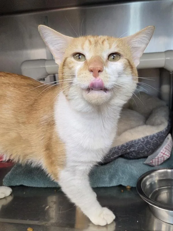 An adult medium-sized male Domestic Short Hair cat named Cheeky for adoption in Millersville, MD