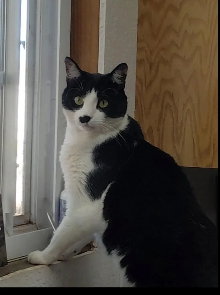 An adult medium-sized male Domestic Short Hair cat named Buddy for adoption in Lafayette, CO