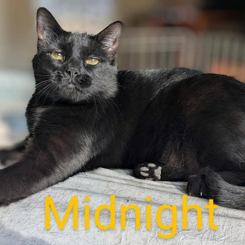 Midnight thumbnail 2