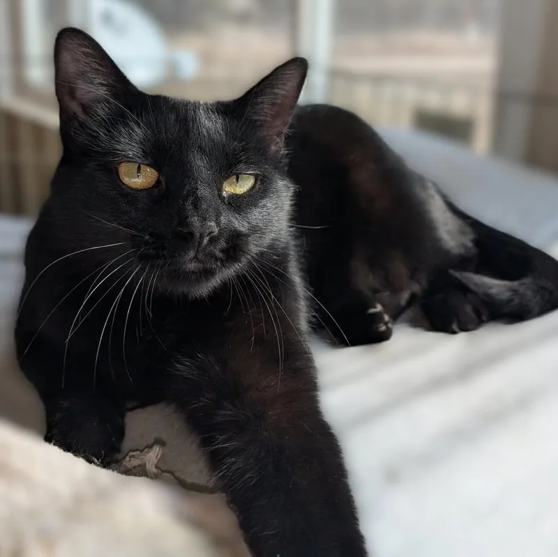 Midnight thumbnail 3