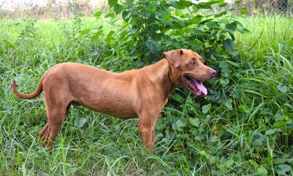 An adult small-sized male Labrador Retriever dog named Ace for adoption in Mobile, AL