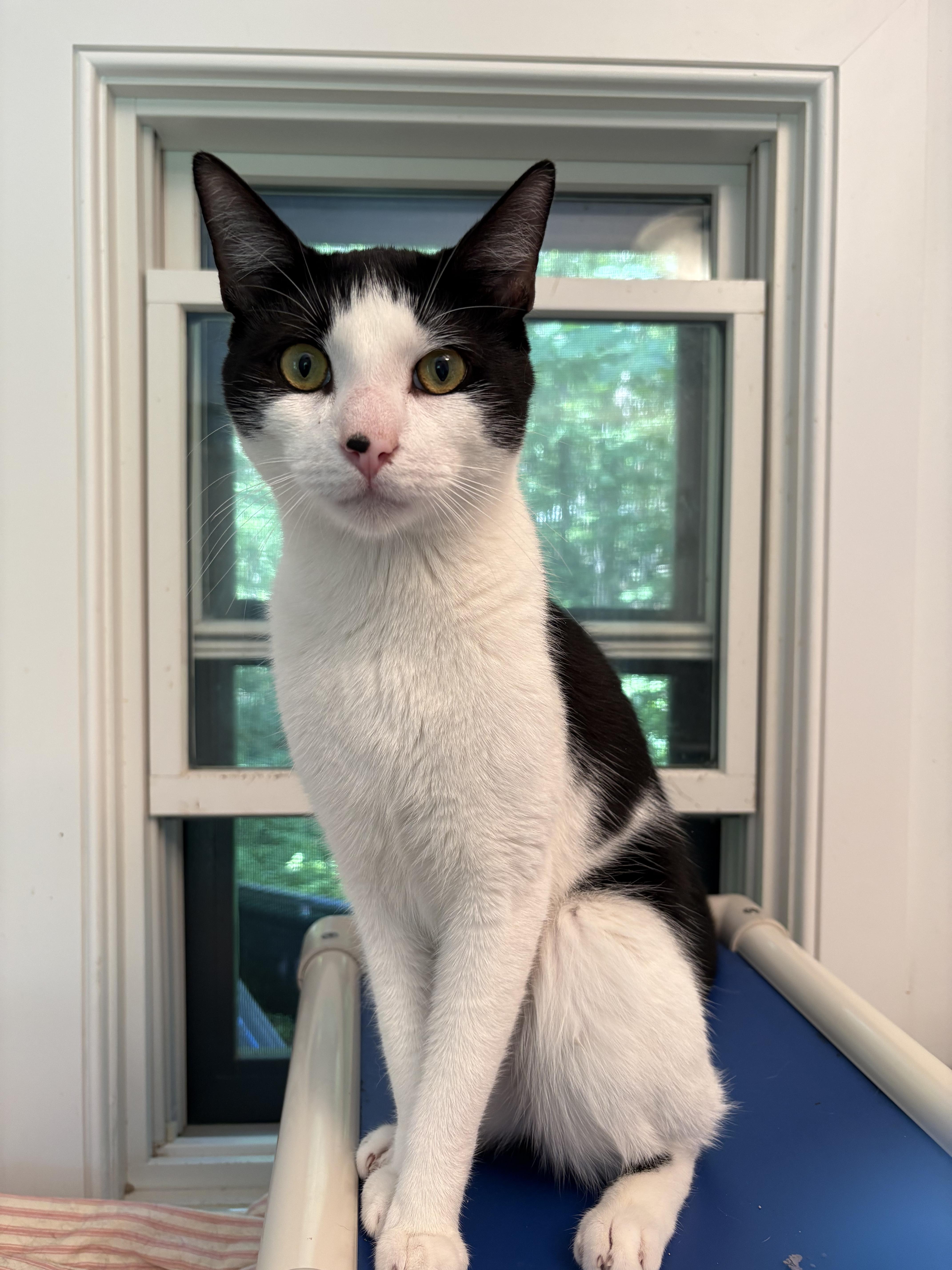 An adult medium-sized male Domestic Short Hair cat named Summer for adoption in Ridgefield, CT