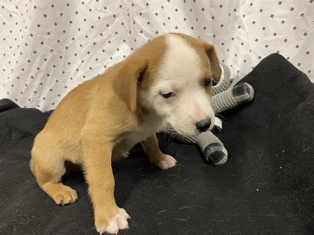 A baby small-sized female Australian Shepherd dog named Scooter for adoption in Modesto, CA