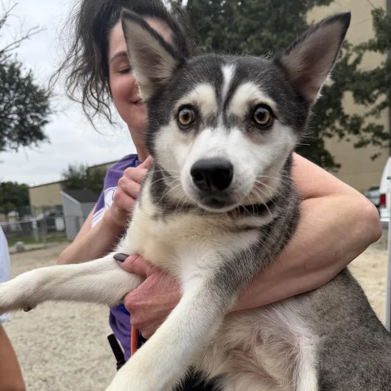 An adult small-sized female Black Klee Kai dog named Pea Pod for adoption in Northbrook, IL
