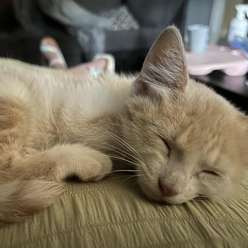 An adult small-sized female Orange / Red Domestic Short Hair cat named Eggdrop Soup for adoption in Amarillo, TX
