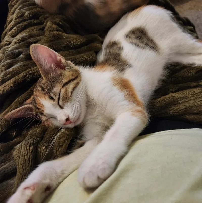A baby medium-sized female Domestic Short Hair cat named Tiger Lily for adoption in San Antonio, TX