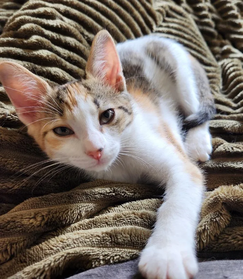 Tiger Lily thumbnail 3