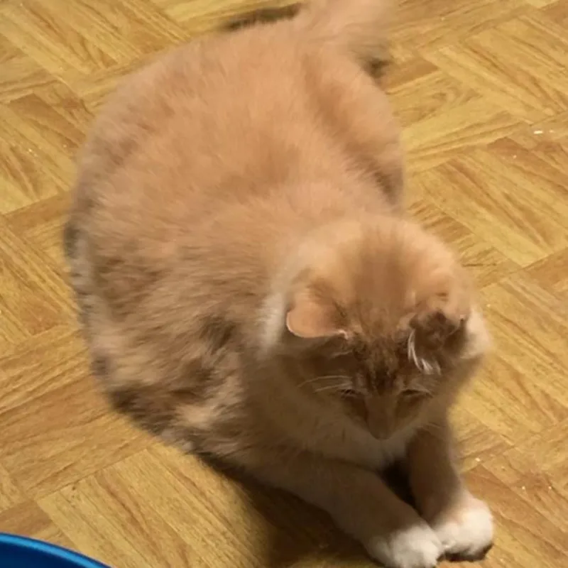 Olivia Estep thumbnail 4