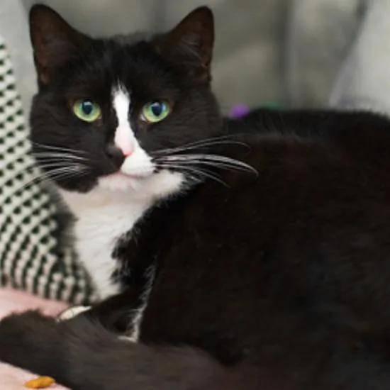 A senior medium-sized female Black Domestic Short Hair cat named Balloon for adoption in New York, NY