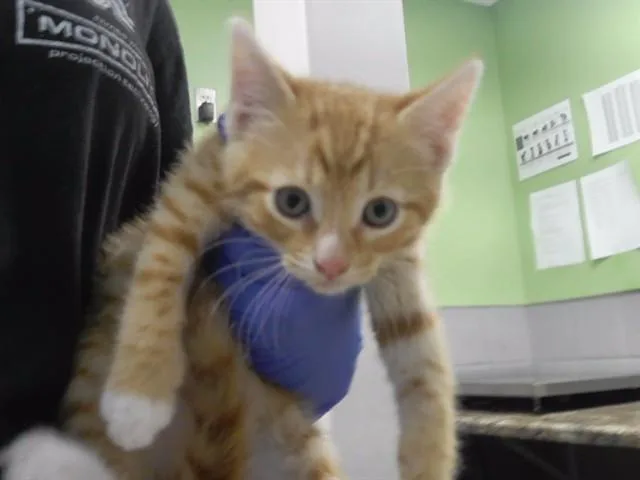 A baby small-sized male Domestic Short Hair cat named Tangerine for adoption in Omaha, NE