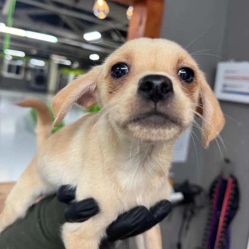 A baby small-sized male Yellow / Tan / Blond / Fawn Pug dog named Dan for adoption in Tacoma, WA