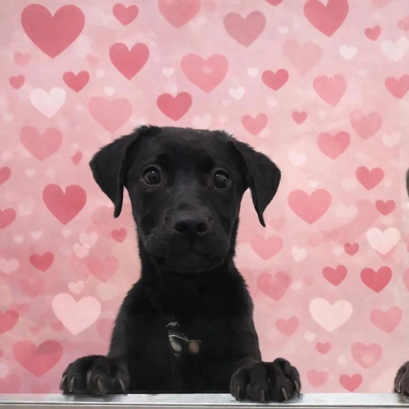 A young medium-sized female Black Mastiff dog named Nebula for adoption in Quakertown, PA