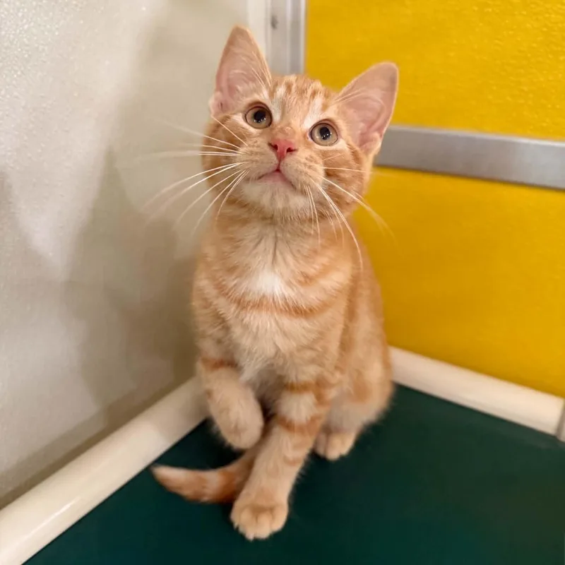 A baby medium-sized male Domestic Short Hair cat named Pumpernickel for adoption in Penn Yan, NY