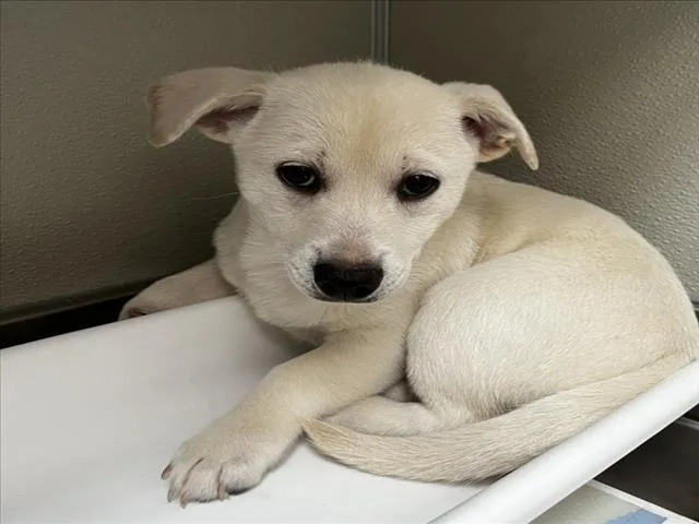 A baby small-sized male Chihuahua dog named Owl for adoption in Tracy, CA