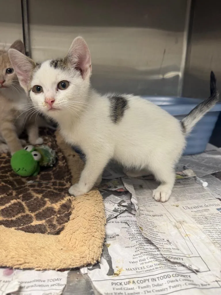 A baby small-sized female Domestic Short Hair cat named Millie for adoption in Hopkinsville, KY