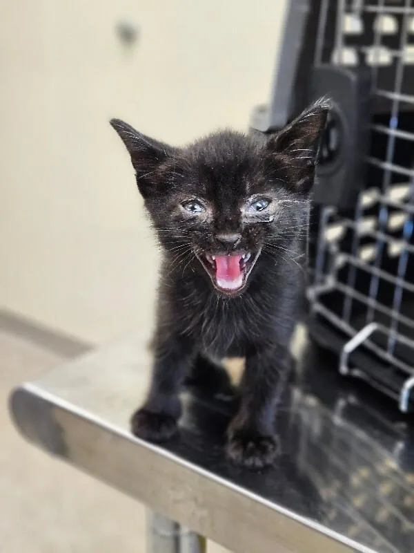 A young medium-sized female Black Domestic Short Hair cat named Mistybelle for adoption in Disputanta, VA