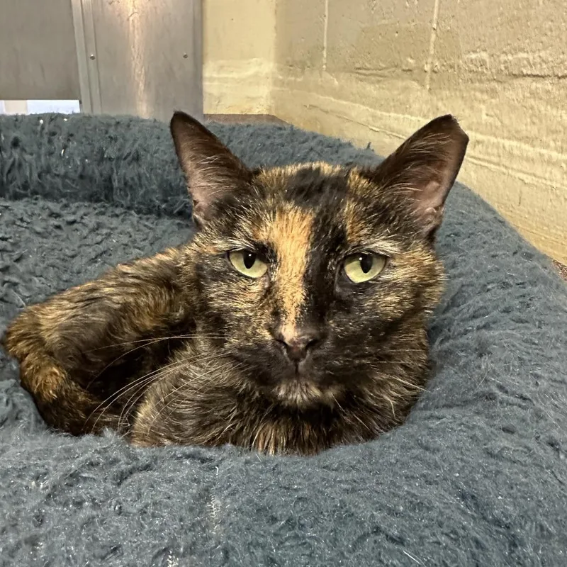 A senior medium-sized female Tortoiseshell Domestic Short Hair cat named Maria for adoption in Los Angeles, CA
