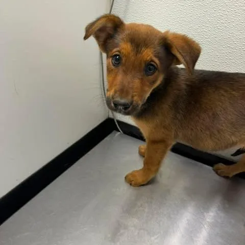 A baby small-sized female Brown / Chocolate Shepherd dog named Mia for adoption in Bastrop, TX