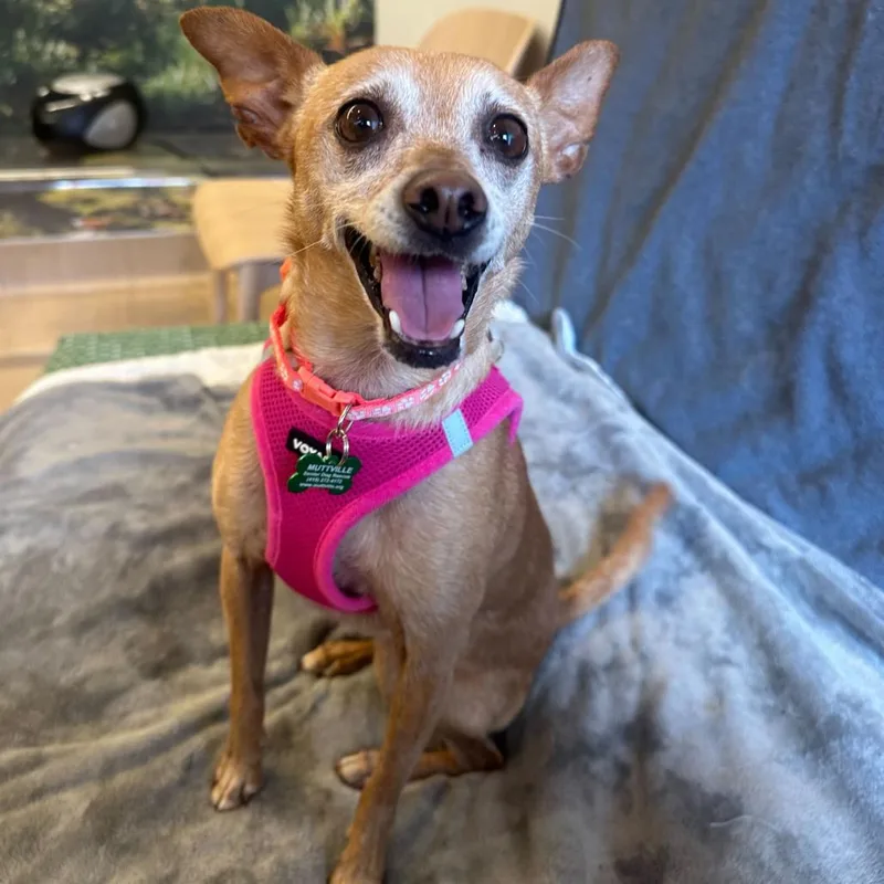 A senior small-sized female Red / Chestnut / Orange Chihuahua dog named Crema for adoption in San Francisco, CA