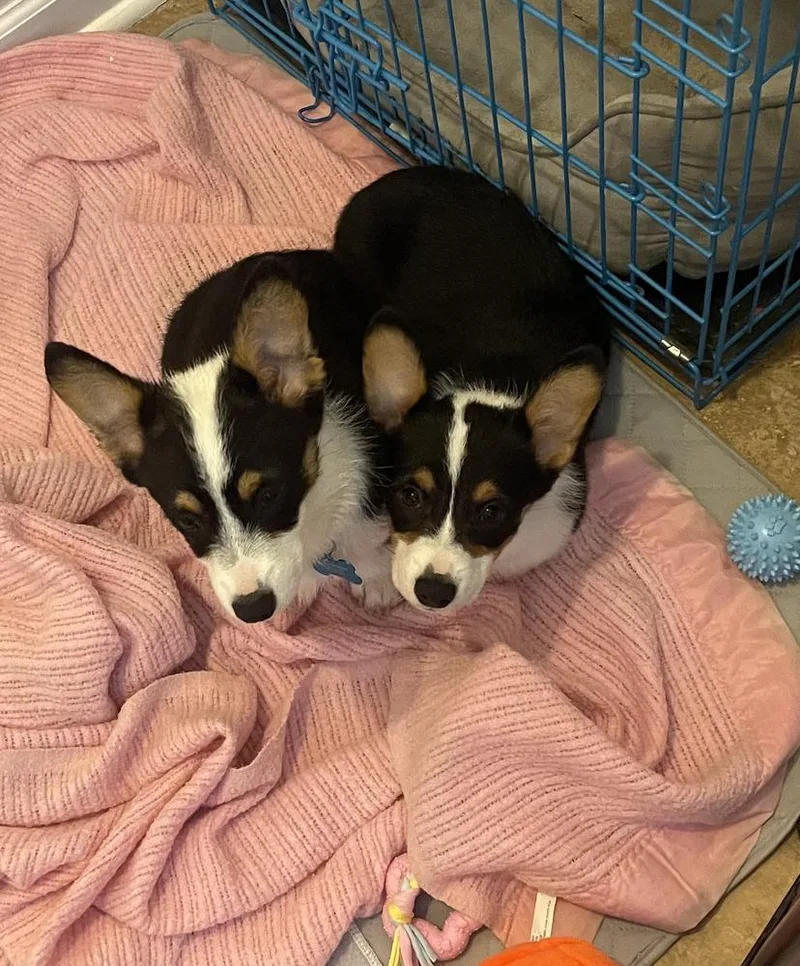 A baby small-sized male Corgi dog named Corgithor for adoption in Omaha, NE
