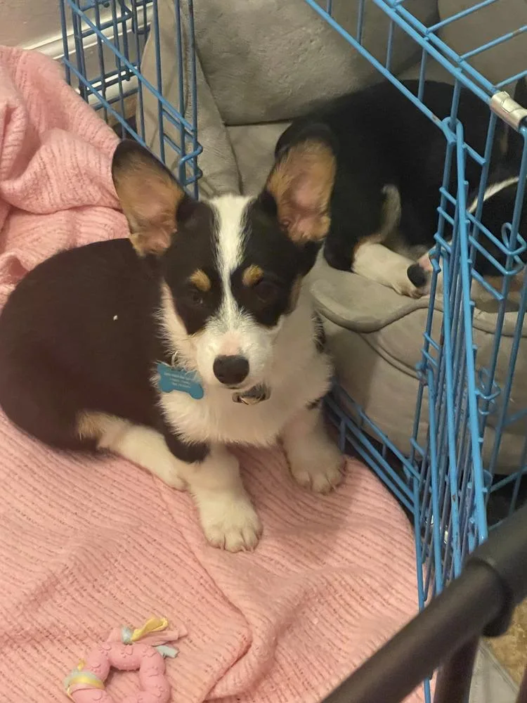 Corgithor thumbnail 2