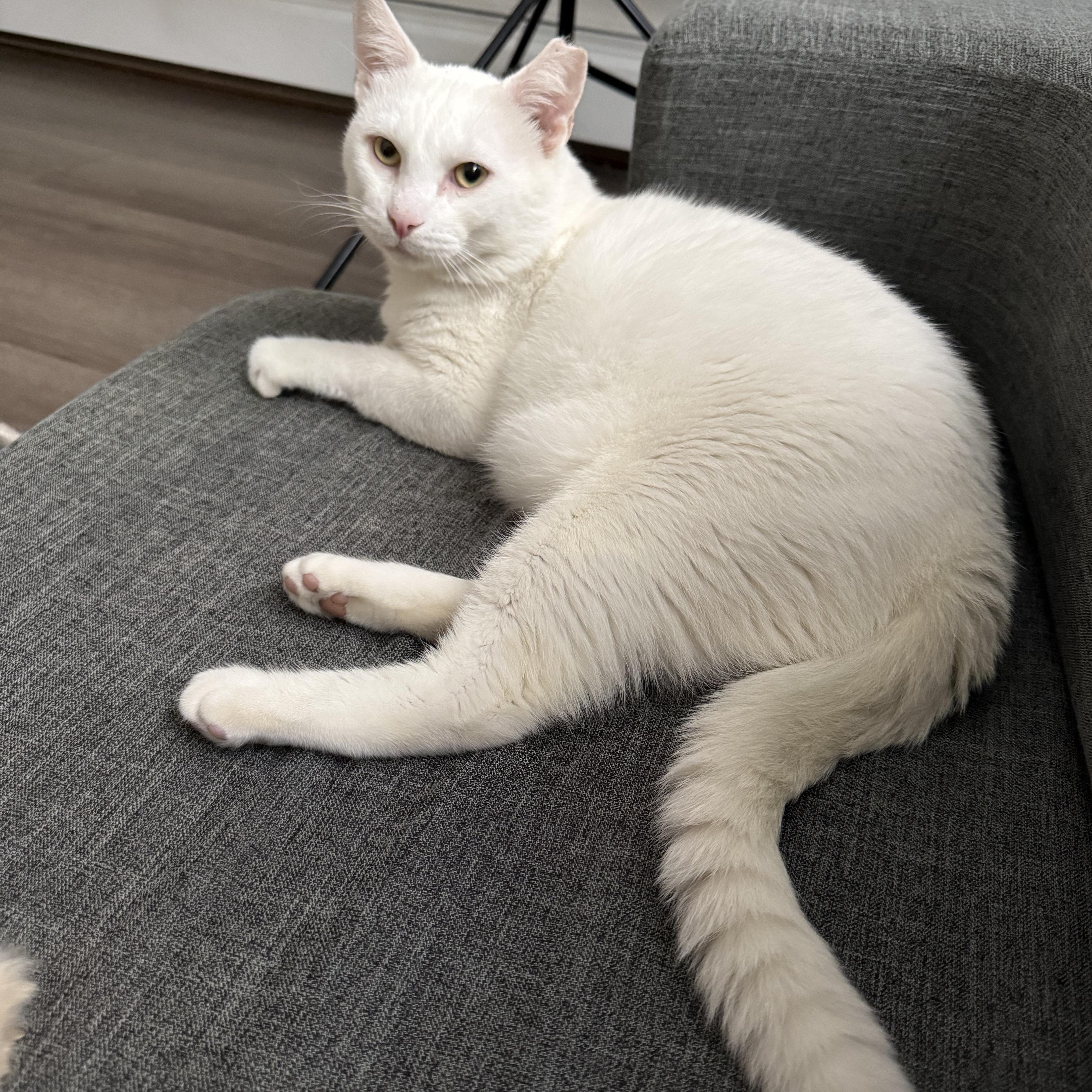 A young medium-sized male White Domestic Short Hair cat named Snowflake N. The for adoption in New York, NY