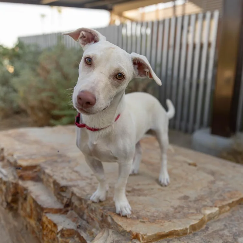 An adult small-sized female Yellow / Tan / Blond / Fawn Chihuahua dog named Sassy for adoption in Palm Springs, CA