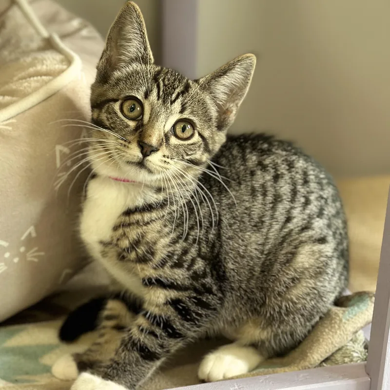 A baby medium-sized female Tabby (Brown / Chocolate) Domestic Short Hair cat named Rose for adoption in Victor, NY