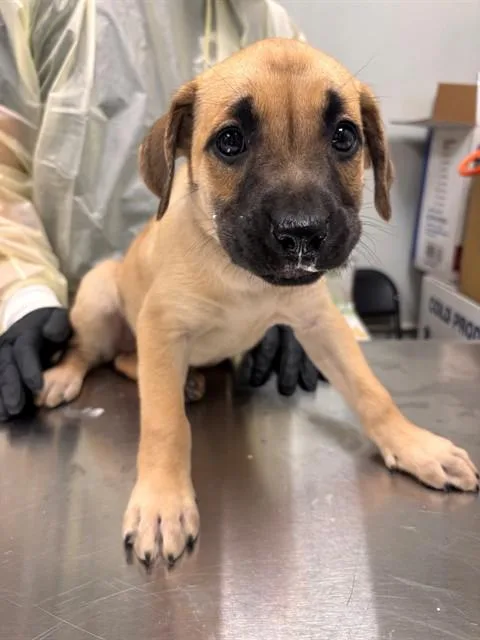 A baby small-sized female German Shepherd Dog dog named Elowen for adoption in Ontario, CA