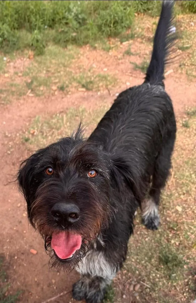 A young large-sized male Black German Wirehaired Pointer dog named Steven Tyler for adoption in Kiowa, OK