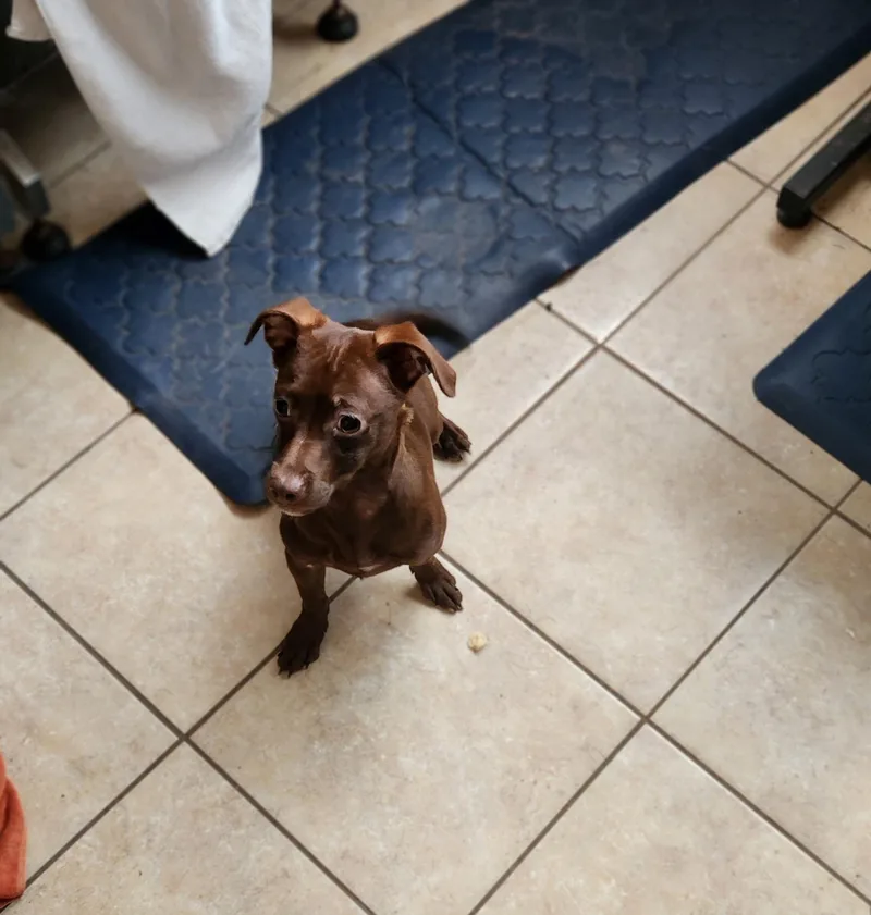 An adult small-sized male Dachshund dog named Hershey for adoption in Tracy City , TN
