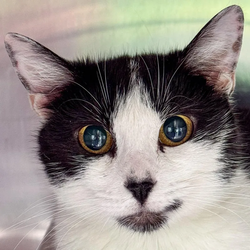 A young medium-sized female White Domestic Short Hair cat named Mary Jane for adoption in Kennebunk, ME