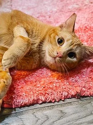 An adult medium-sized female Orange / Red Domestic Short Hair cat named Mandolin for adoption in San Jose, CA