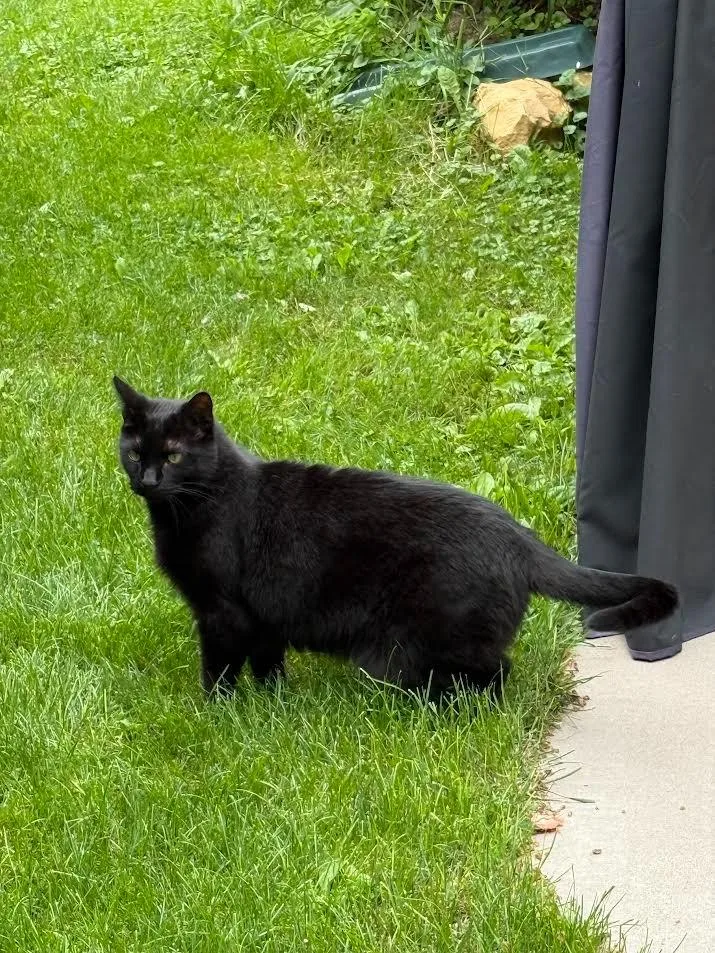 An adult large-sized male Domestic Short Hair cat named Teddy for adoption in Viroqua, WI
