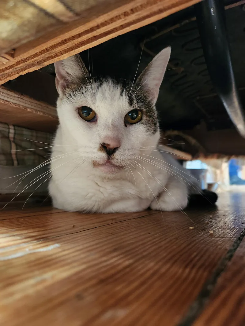 An adult medium-sized female Domestic Short Hair cat named Coconut for adoption in Queenstown, MD