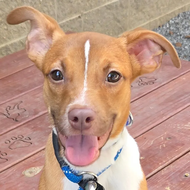 An adult small-sized male White / Cream Mixed Breed dog named J. Lennon for adoption in Asheville, NC