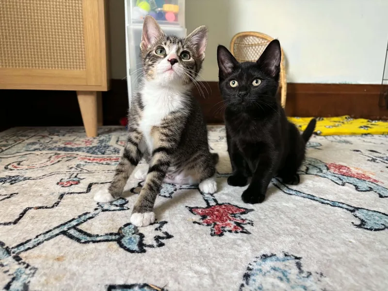 A baby medium-sized female Black Domestic Short Hair cat named Polly for adoption in Buffalo, NY