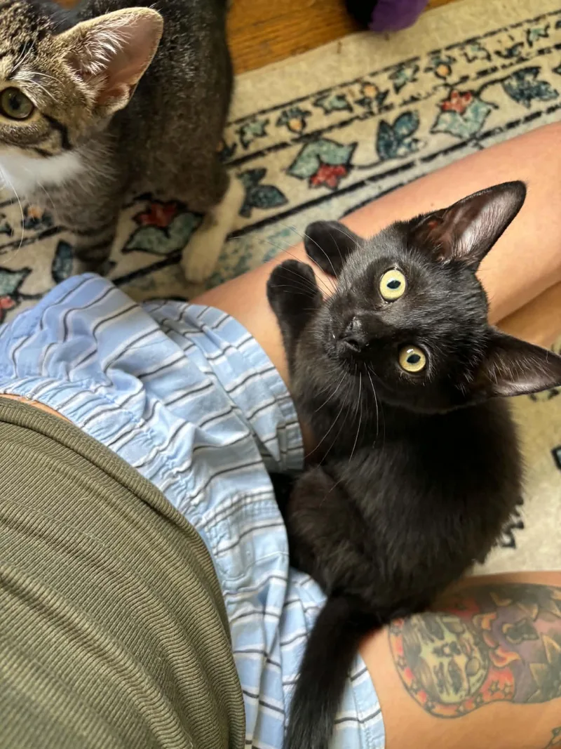 Polly thumbnail 2