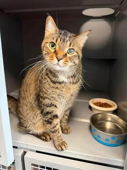 A young medium-sized male Domestic Short Hair cat named Taz for adoption in Aberdeen, SD