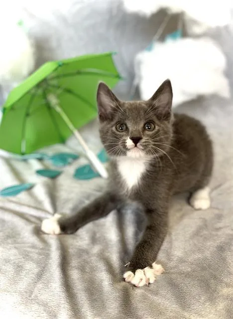 A baby small-sized male Domestic Short Hair cat named Muggy for adoption in Camarillo, CA