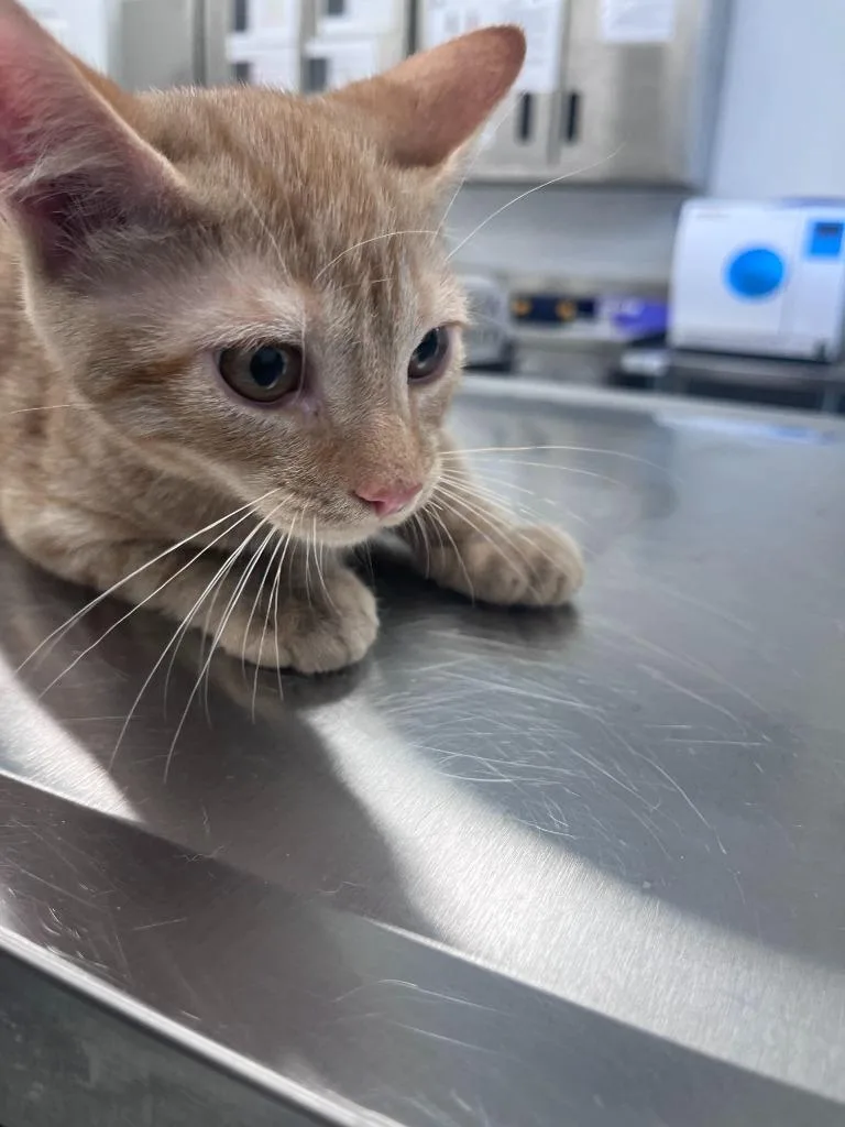 A baby small-sized male Domestic Short Hair cat named Wagon wheel for adoption in Cambridge, MD