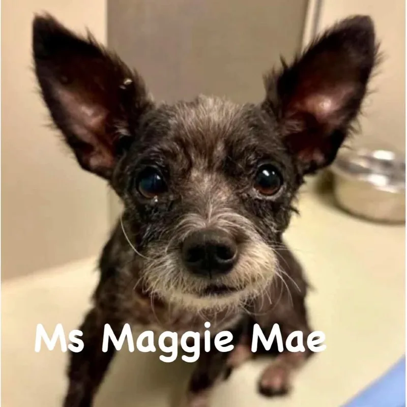 Ms Maggie Mae