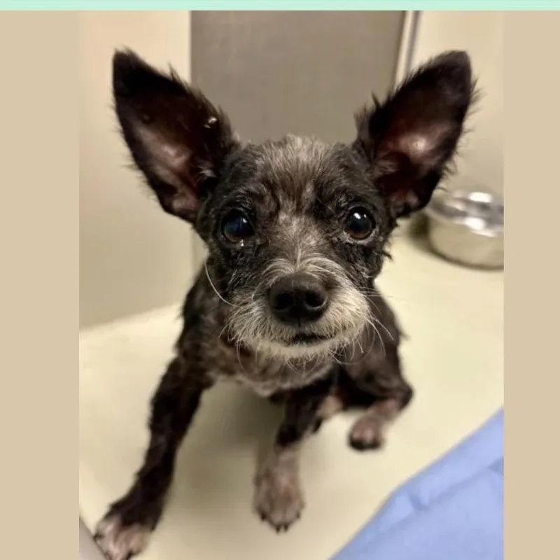 Ms Maggie Mae thumbnail 2