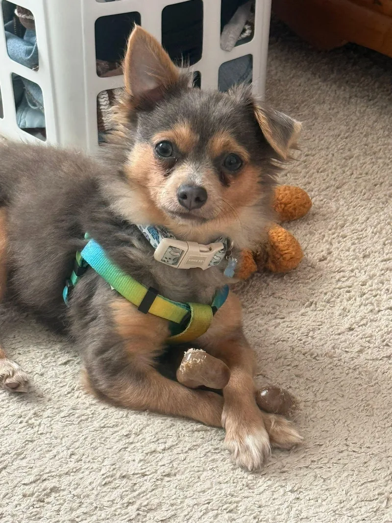 Crouton thumbnail 2